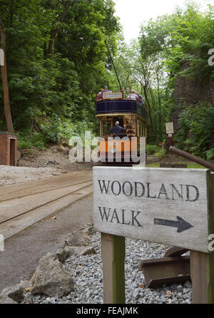 Glasgow Tram departs at Crich Tramway Museum with a sign in the foreground directing visitors to the Woodland Walk sculptures Stock Photo