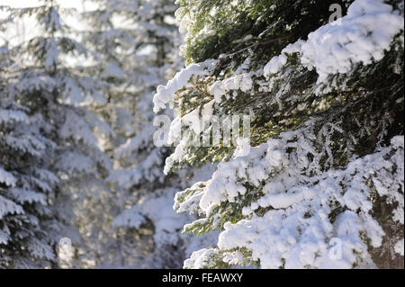 Large spruce covered with snow in winter forest in the mountains. Stock Photo