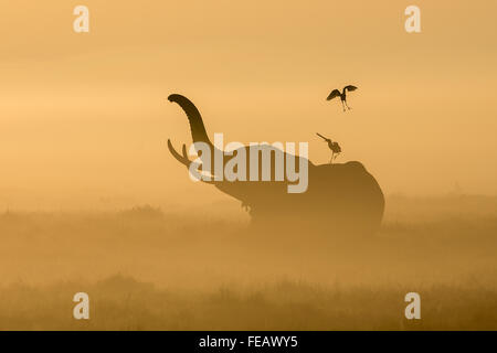 African Elephant in mist with cattle egrets on its back in the early morning in Amboseli National Park Kenya Stock Photo