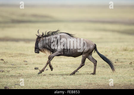 One adult white bearded wildebeest running in Ngorongoro Crater Tanzania Stock Photo