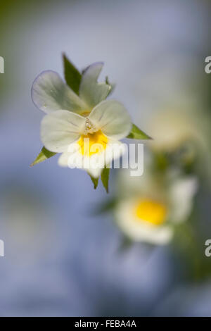 Field Pansy,Viola arvensis growing within Linseed crop, Southern Great Britain Stock Photo