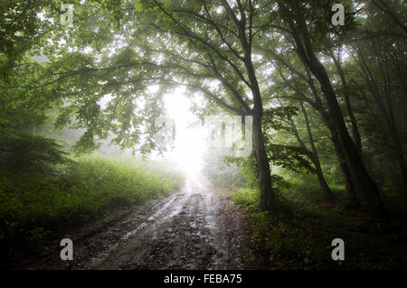 Road trough a mysterious forest with fog Stock Photo