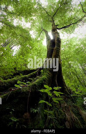 Tree with big roots in green forest with lush vegetation, green foliage and moss Stock Photo