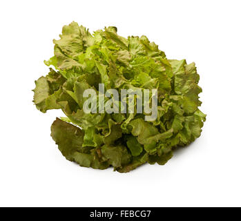 Organic Red Batavia lettuce isolated on white background Stock Photo