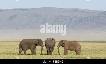 Three bull african elephants standing in the Ngorongoro Crater Tanzania Stock Photo