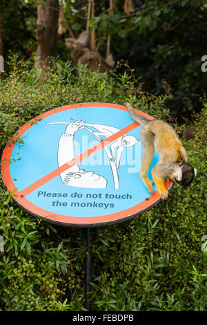 Squirrel money at a British Zoo closely inspects a 'Please do not touch the monkeys' sign for visitors Stock Photo