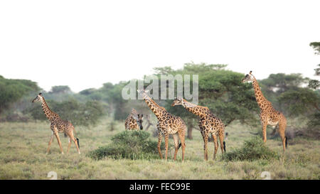 Herd of African Giraffe walking in the Serengeti National Park Tanzania Stock Photo