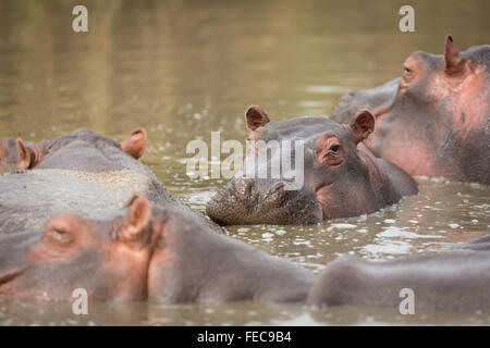 Adult Hippo Herd in water in Serengeti Tanzania Stock Photo