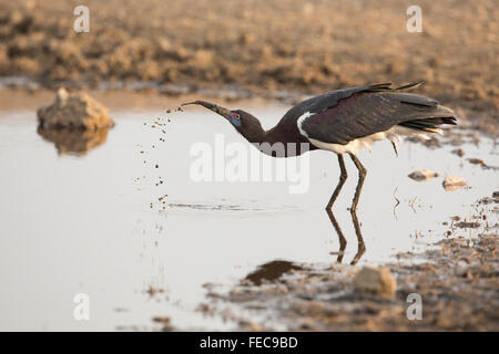 One adult Abdims Stork drinking water in the Serengeti National Park in Tanzania Stock Photo