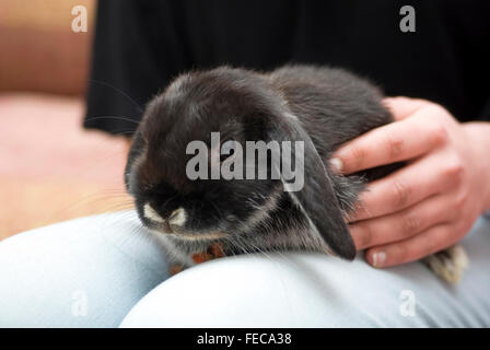 Woman caressing her pet rabbit at home, close-up Stock Photo