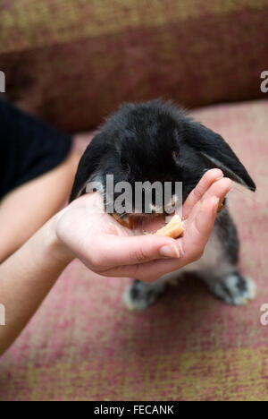 Girl feeding her pet rabbit Stock Photo