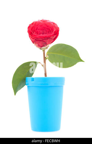 Creative Stock photo of a red Camellia flower and blue Jar on white background. Stock Photo