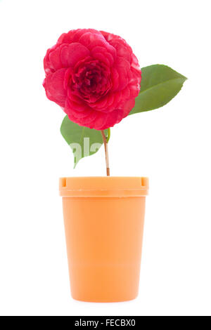 Creative Stock photo of a red Camellia flower and orange Jar on white background. Stock Photo