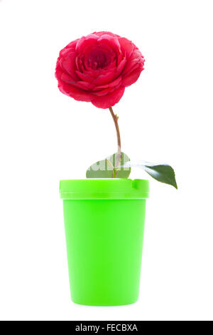 Creative Stock photo of a red Camellia flower and green Jar on white background. Stock Photo