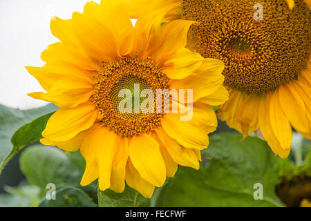Close up of common Sunflower (Helianthus annuus) Stock Photo