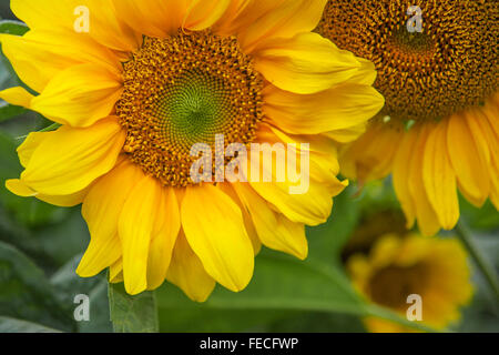 Close up of common Sunflower (Helianthus annuus) Stock Photo