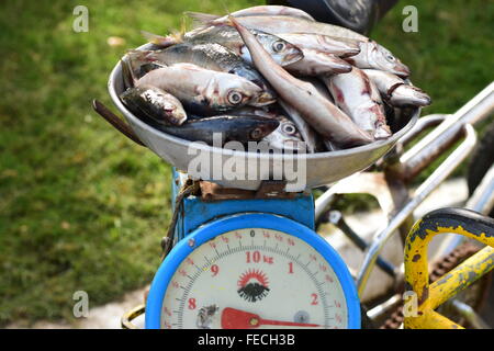Fishing hanging weight scale hi-res stock photography and images - Alamy