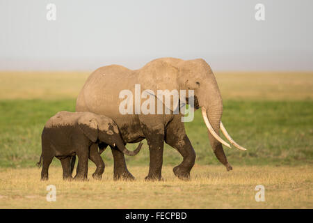 Two African Elephants a large adult female with her 2 year old calf in Amboseli National Park Kenya