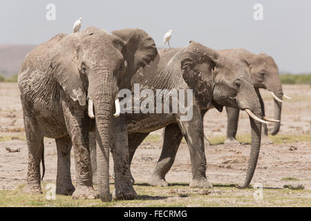 Three bull African Elephants in Amboseli National Park Kenya Stock Photo