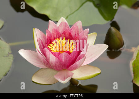 Pond lily in full bloom Stock Photo