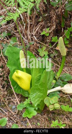 Skunk Cabbage, (Lysichiton americanus) growing in British Columbia Stock Photo