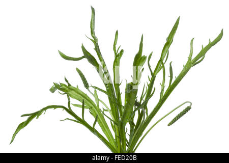 Horn buck's plantain leaves on white background Stock Photo