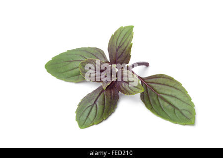 Fresh red basil leaves on white background Stock Photo