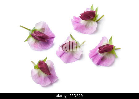 Fresh Sweet pea flowers on white background Stock Photo