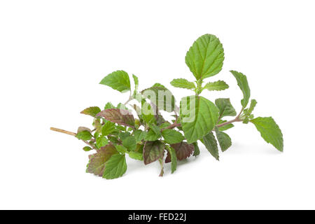 Twig of fresh Aztec sweet herb on white background Stock Photo