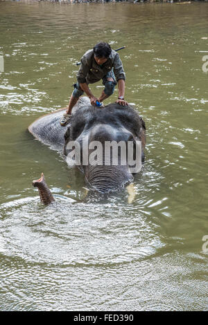 Elephants bath time. Maetamann Elephant Camp Stock Photo