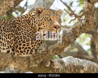 African Leopard Serengeti National Park Tanzania Stock Photo