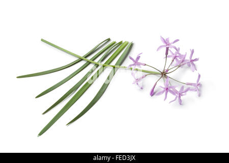 Fresh wild garlic with purple flower on white background Stock Photo