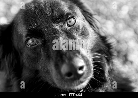 A Black Labrador Cross Breed Dog Stands At The Side Of A Lake Stock 