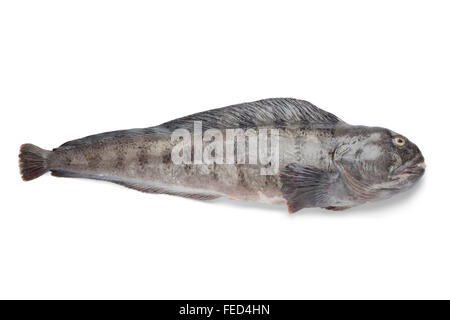 Fresh raw Atlantic wolffish on white background Stock Photo