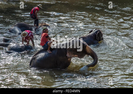 Elephants bath time. Maetamann Elephant Camp Stock Photo