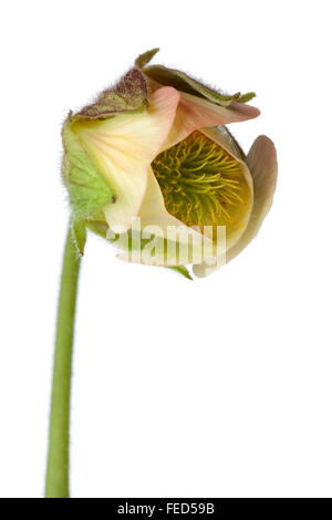 Close up of water avens flower on white background Stock Photo