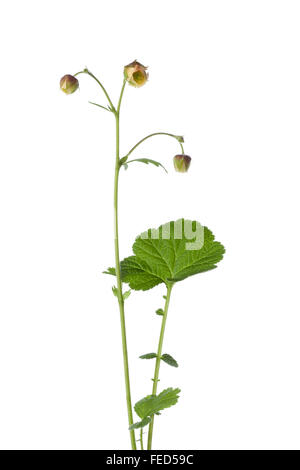 Fresh flowering water avens on white background Stock Photo