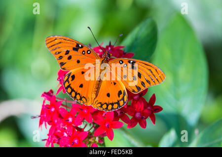 Gulf Fritillary Butterfly Agraulis vanillae on a flower at The Butterfly Estaes in Fort Myers Florida Stock Photo