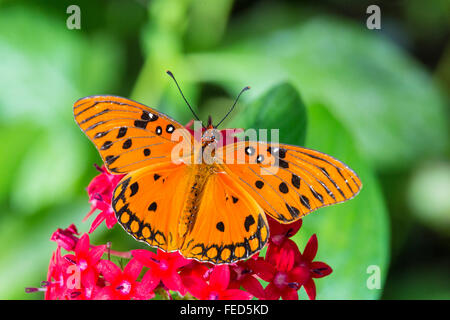 Gulf Fritillary Butterfly Agraulis vanillae on a flower at The Butterfly Estaes in Fort Myers Florida Stock Photo