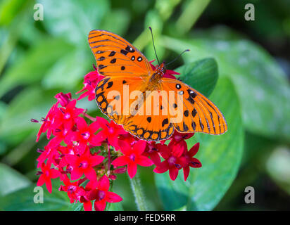 Gulf Fritillary Butterfly Agraulis vanillae on a flower at The Butterfly Estates in Fort Myers Florida Stock Photo