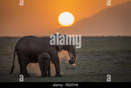 African Elephant with baby dust bathing at sunrise in Amboseli National Park Kenya Stock Photo