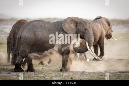 African Elephant female with large tusks dust bathing in Amboseli National Park Kenya