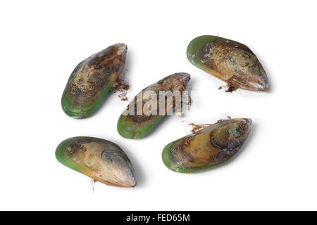 Fresh Green lipped mussels from New Zealand Stock Photo