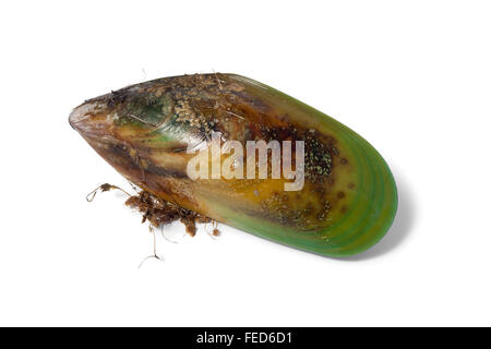 One fresh raw Green lipped mussel from New Zealand Stock Photo