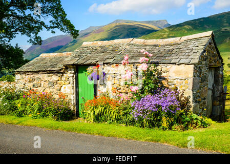 Flowers and stone hut with Blencathra behind (also called Saddleback) in the English Lake District Stock Photo