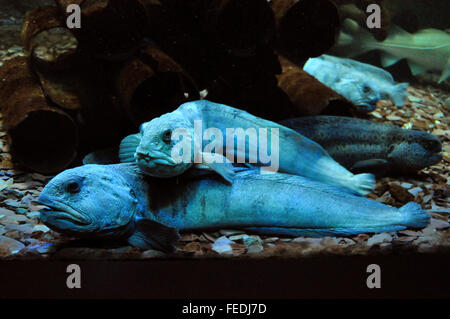 Atlantic wolffish in an aquarium Stock Photo