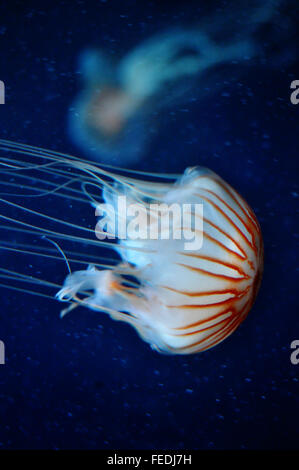 Compass jellyfish (Medusa de Compases / Chrysaora Hysoscella) swimming Stock Photo