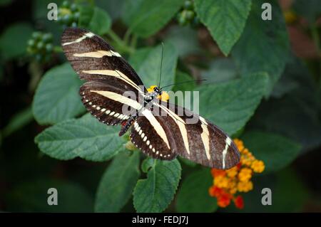 Zebra longwing butterfly perched on lantana camara flowers Stock Photo