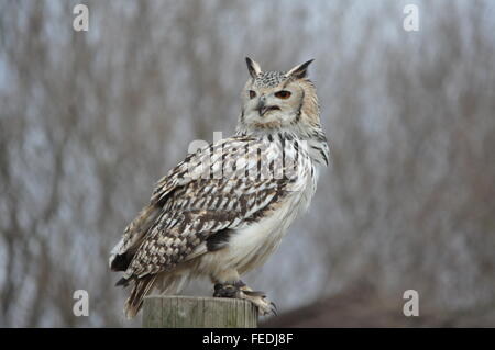 Rescued captive bubo horned eagle owl on a post Stock Photo