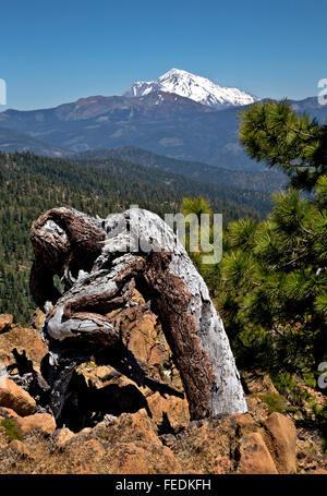 CALIFORNIA - Mount Shasta and an old tree trunk from the Pacific Crest Trail in the Trinity Alps Wilderness. Stock Photo